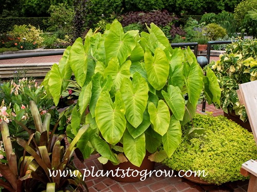 Maui Gold Elephant Ears (Colocasia esculenta) 
This plant is growing in the full hot sun.